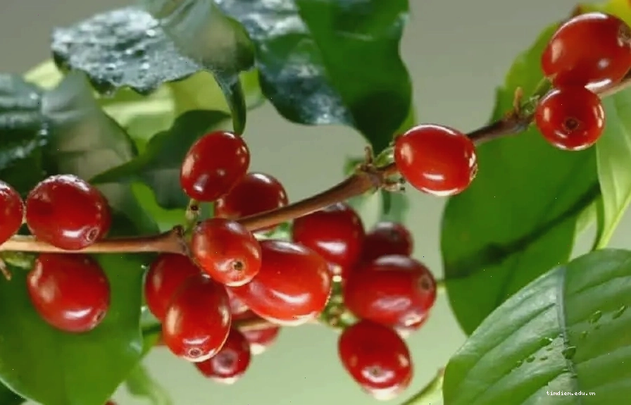 08 Tác dụng tốt khi uống cà phê