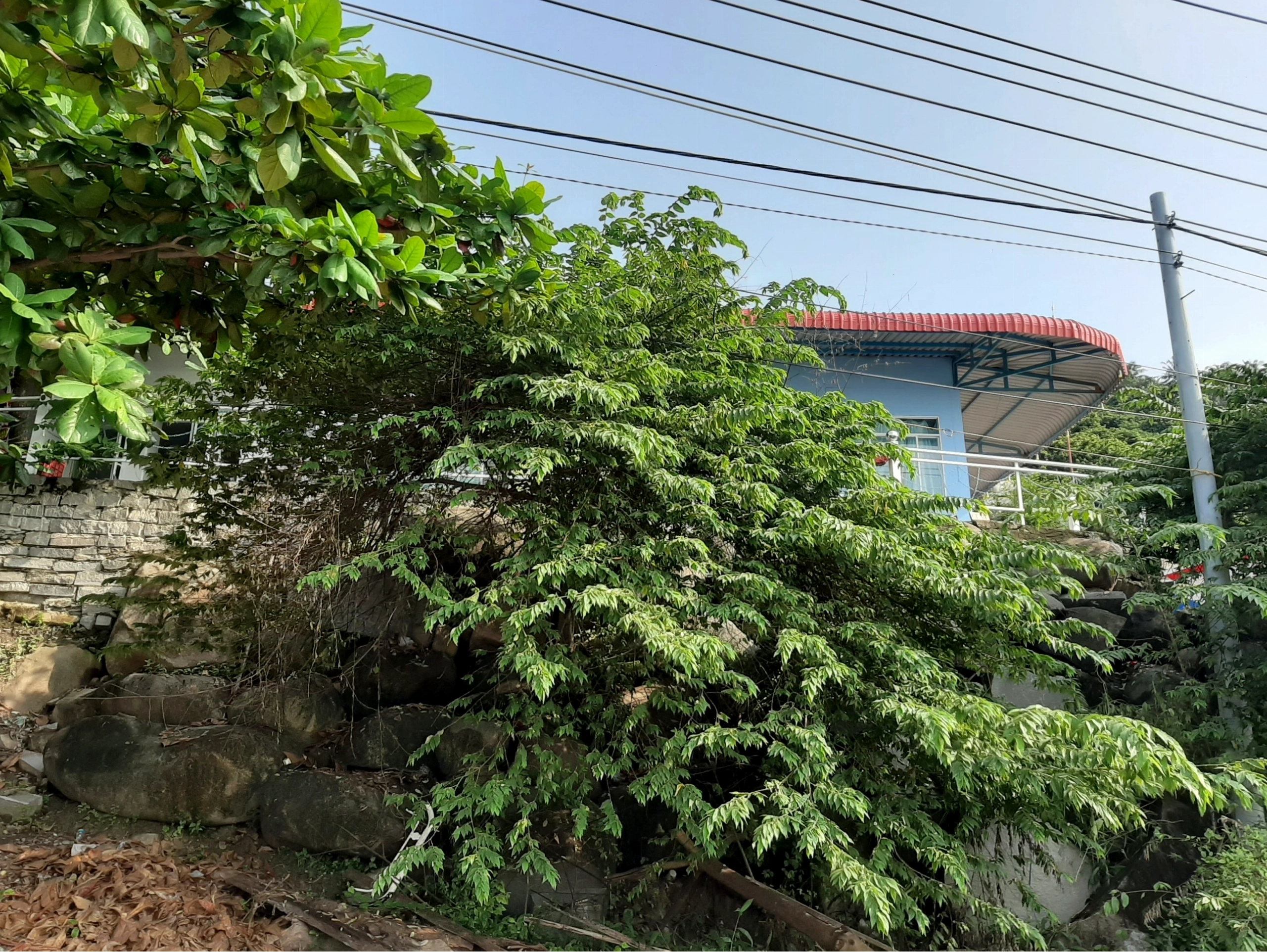 Album ảnh Rái Cá Homestay Hòn Sơn
