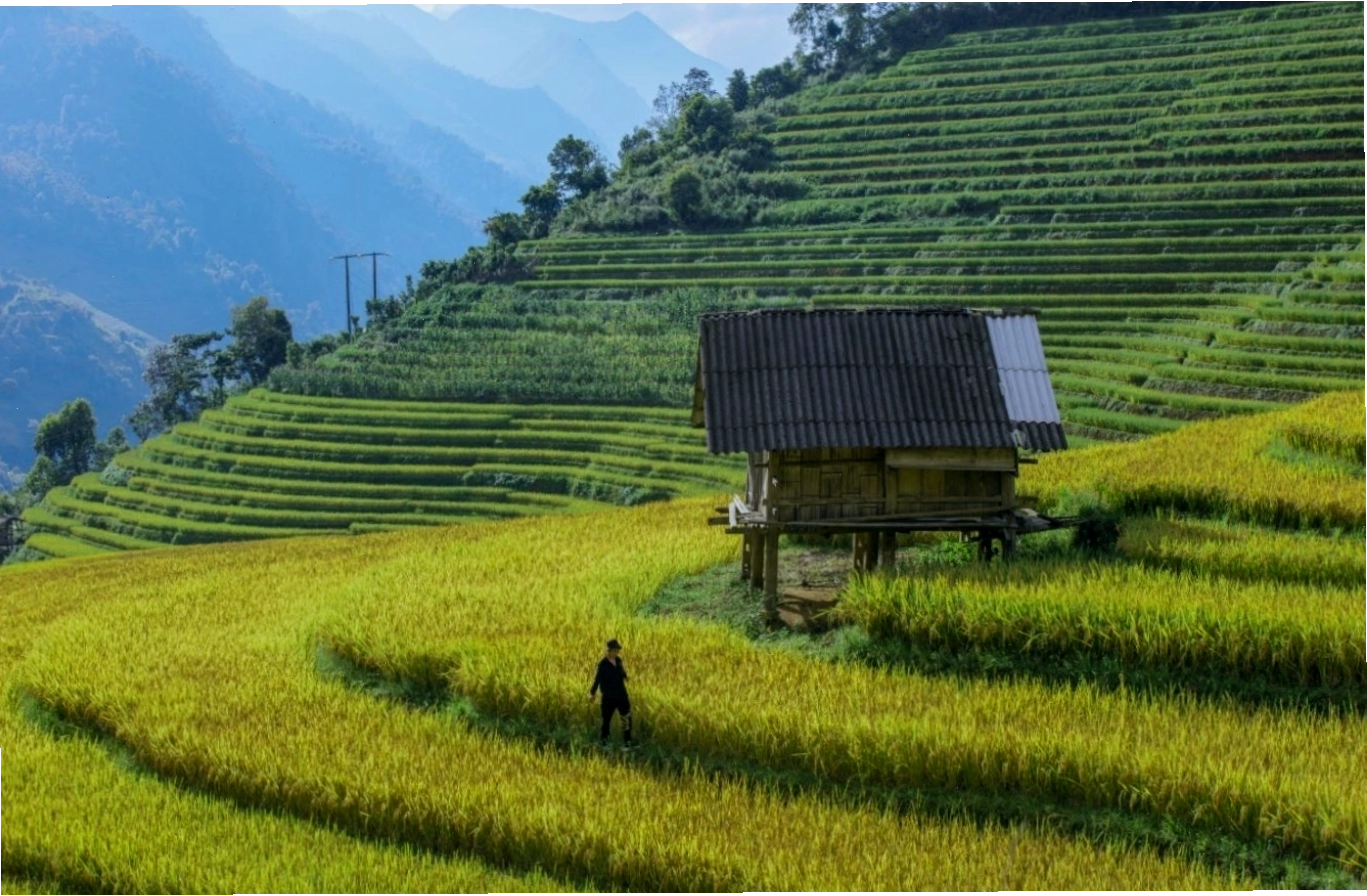 Bản Lao Chải yên bình giữa ruộng bậc thang Sapa