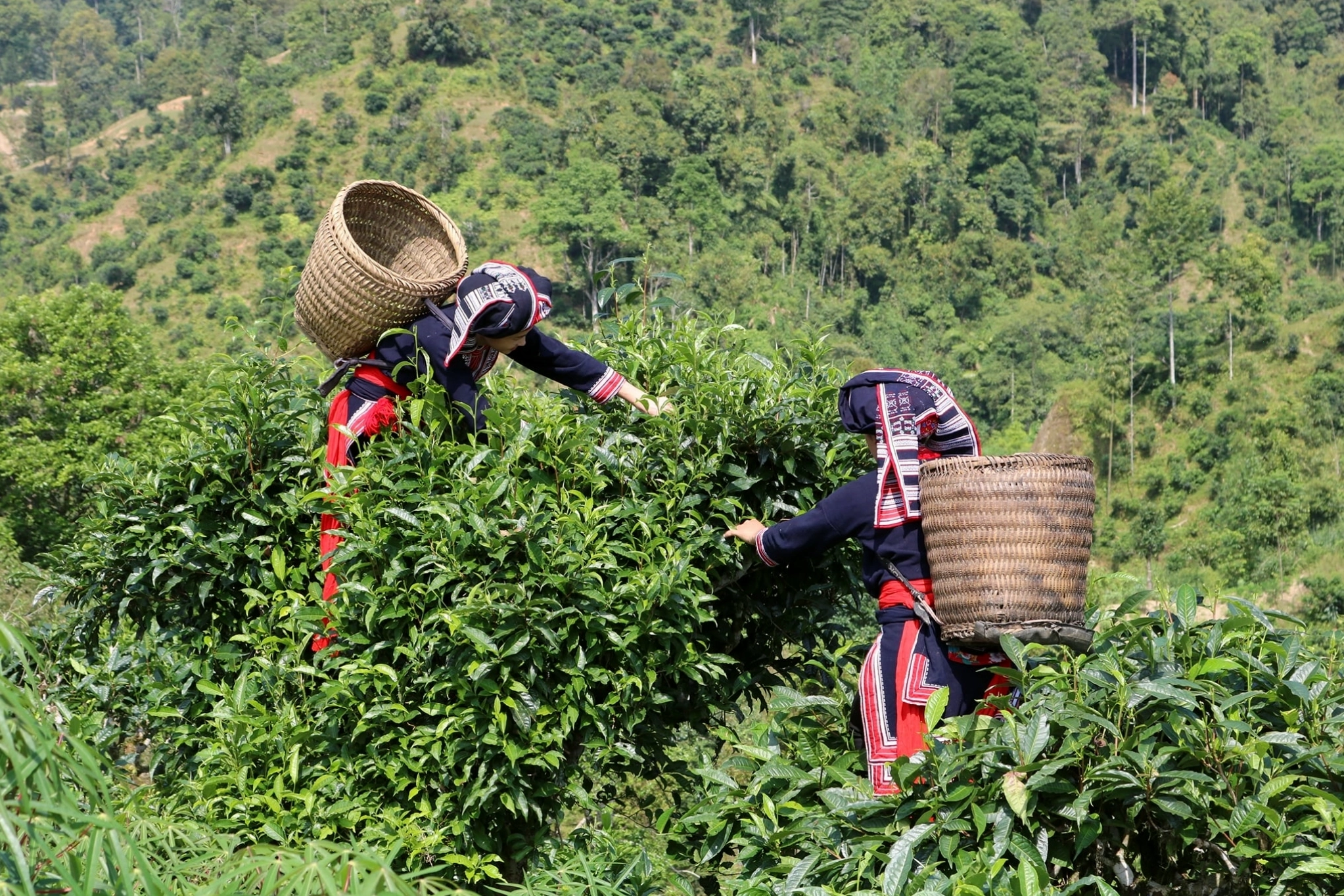 Bảo tồn, phát huy giá trị chè Shan tuyết ở Lạng Sơn