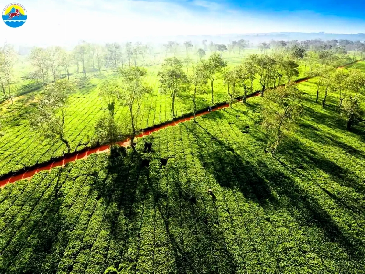 Biển Hồ Chè với những đồi chè xanh mướt