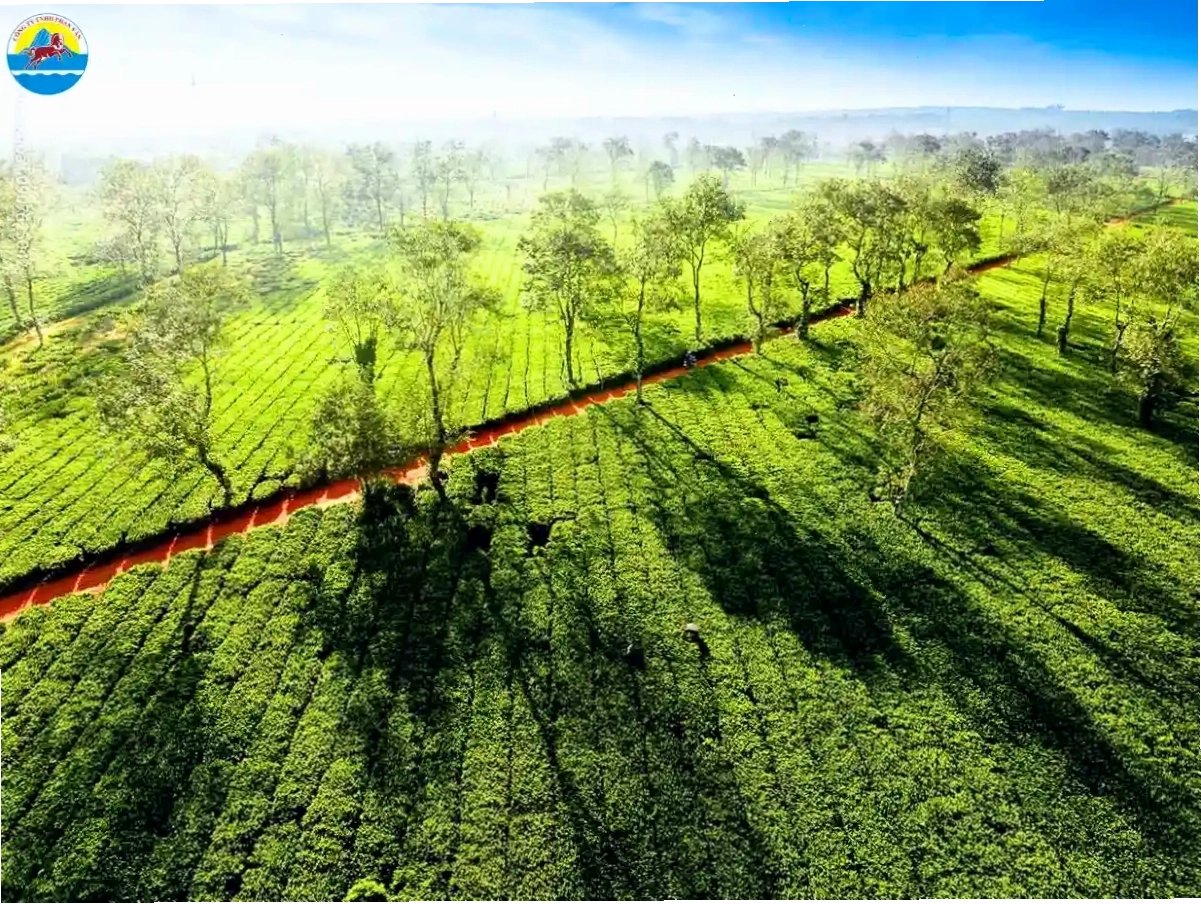 Biển Hồ Chè với những đồi chè xanh mướt tại Pleiku