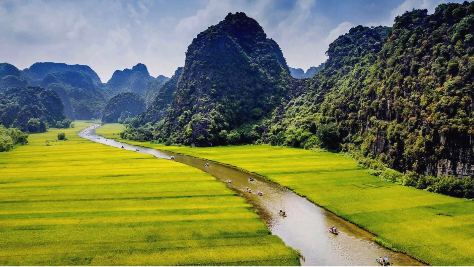 Biển lúa chín vàng tại Thung Nắng - Ninh Bình