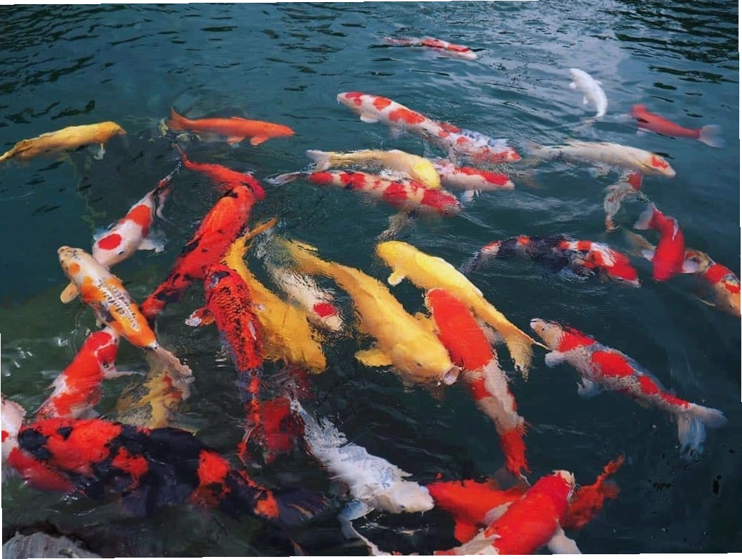 Cá Koi nhiều màu sắc bơi dưới hồ