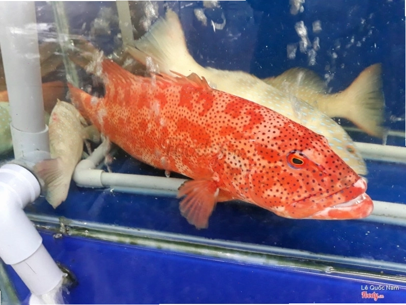 Cá Mú Sao Đỏ tươi ngon