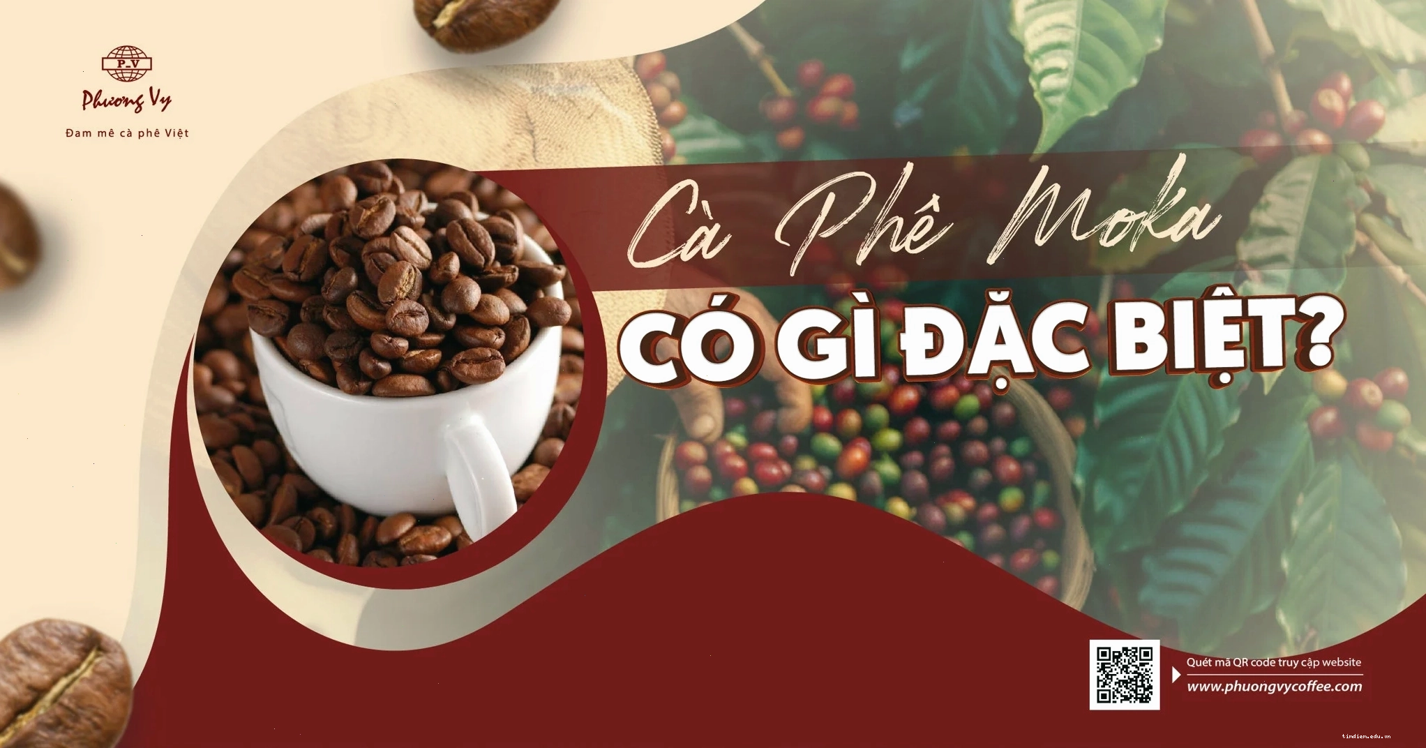 Cà phê Moka có gì đặc biệt? Giá cà phê Moka hiện tại có đắt không?