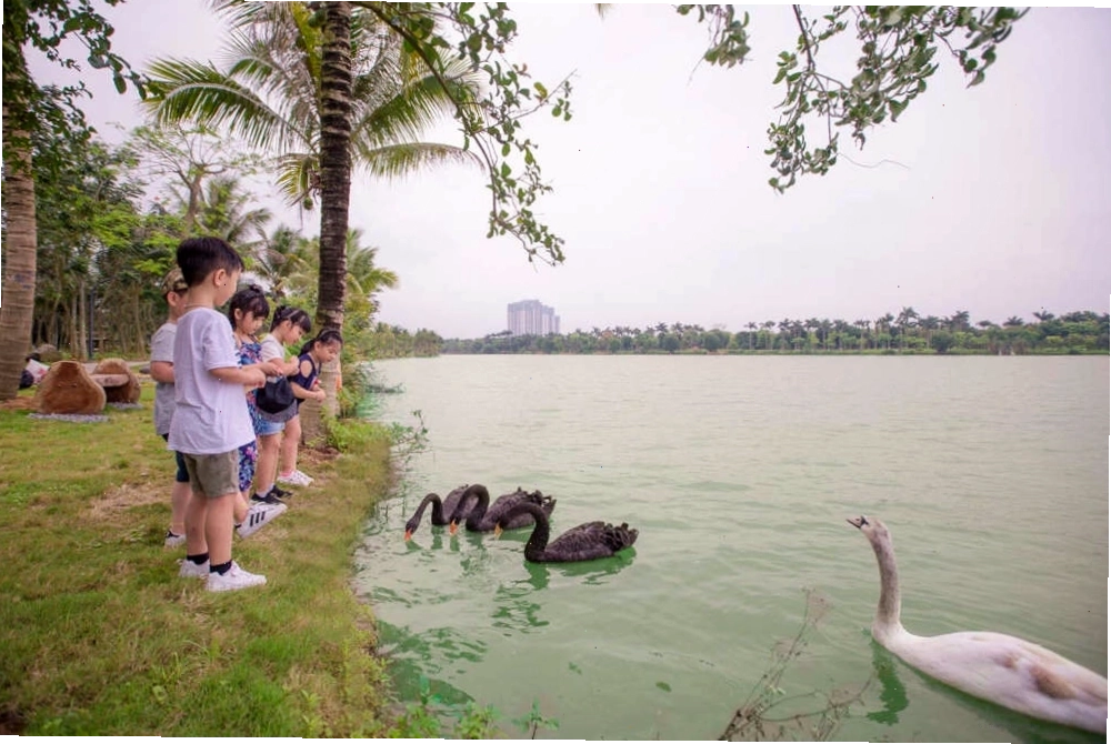 Các em nhỏ thích thú khi được ngắm nhìn đàn thiên nga