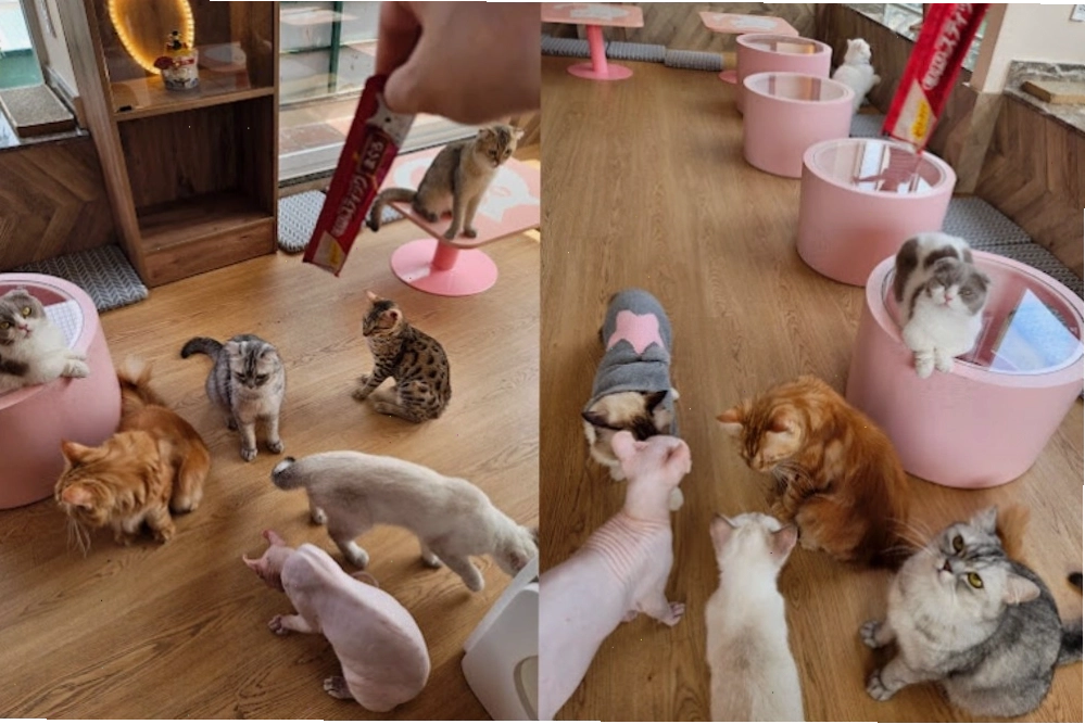 Các giống mèo quý hiếm tại Urban Tales Cat Cafe
