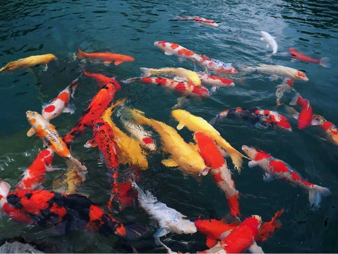 Các loài cá Koi đa dạng sắc màu tại Công Viên Cá Koi Hóc Môn