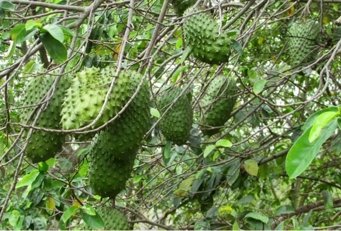 Các loại trái cây chín mọng trên cây