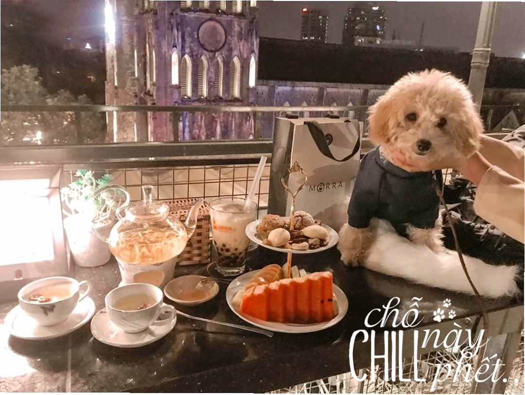 Các quán cafe chó tại Hà Nội ngày càng phổ biến và thu hút giới trẻ