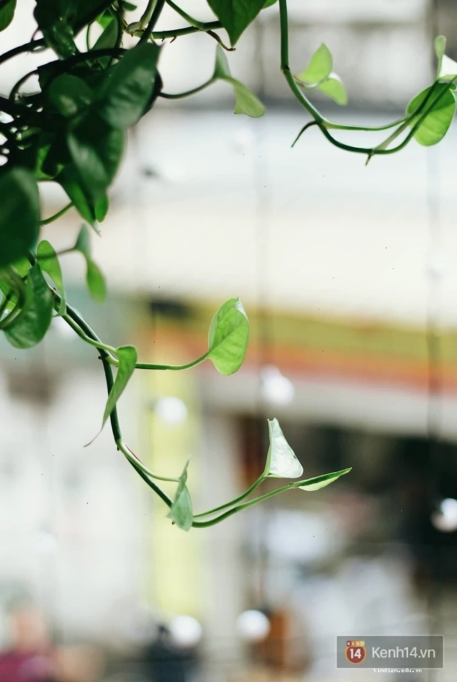 Cận cảnh đồ đạc và trang trí tường tại quán cafe Duy Trí