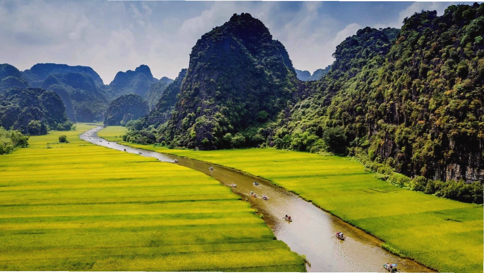 Cảnh biển lúa chín vàng rực rỡ tại Thung Nắng