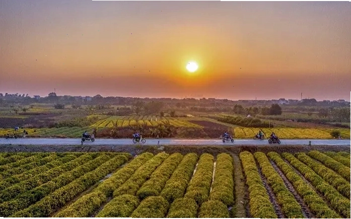 Cánh đồng hoa Cúc Chi