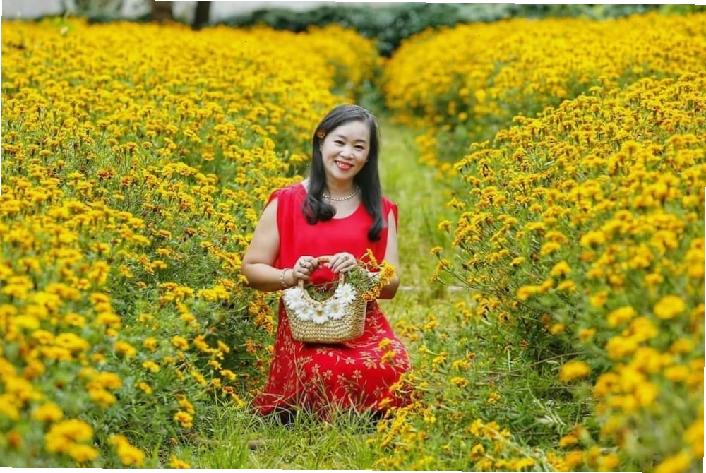 Cánh đồng hoa cúc nở rực rỡ tại công viên Đồng Xanh