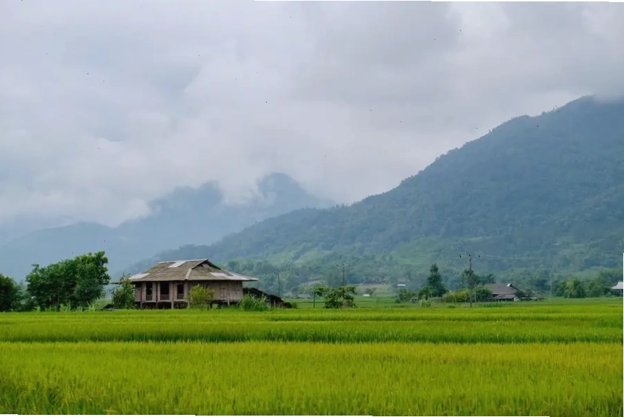Cánh đồng lúa Mường Lò mùa vàng