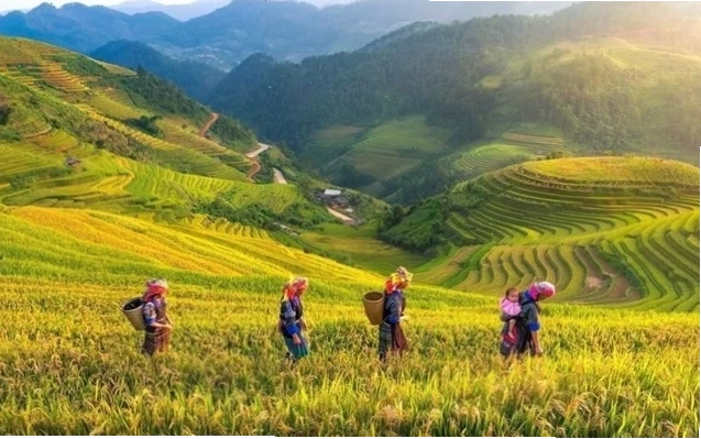 Cánh đồng Mường Lò xanh mướt