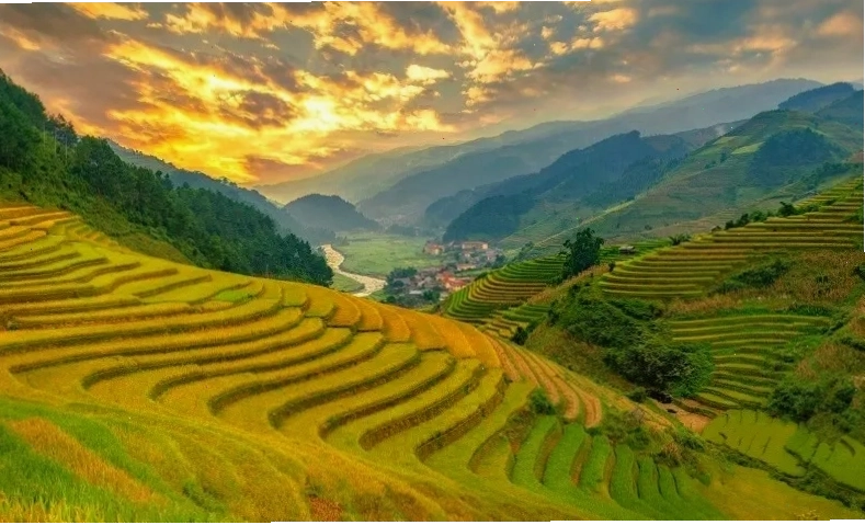 Cánh đồng Mường Lò xanh mướt