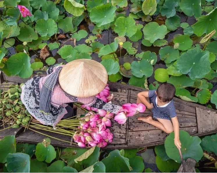 Cánh đồng sen Đồng Tháp Mười nở rộ