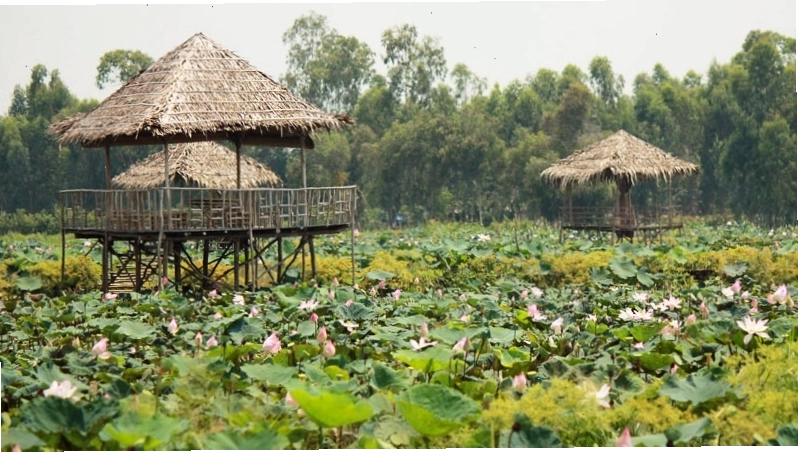 Cánh đồng sen rực rỡ sắc hồng tại Đồng Tháp Mười