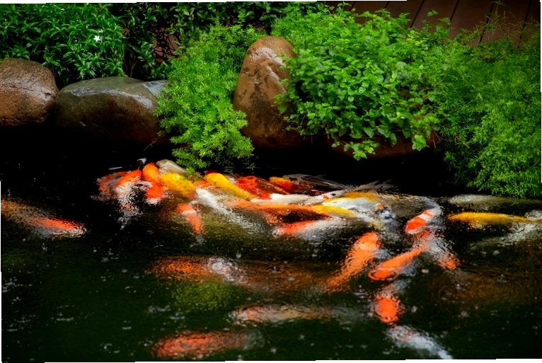 Cảnh quan thiên nhiên xanh mát xung quanh khu suối nước nóng Thanh Thủy