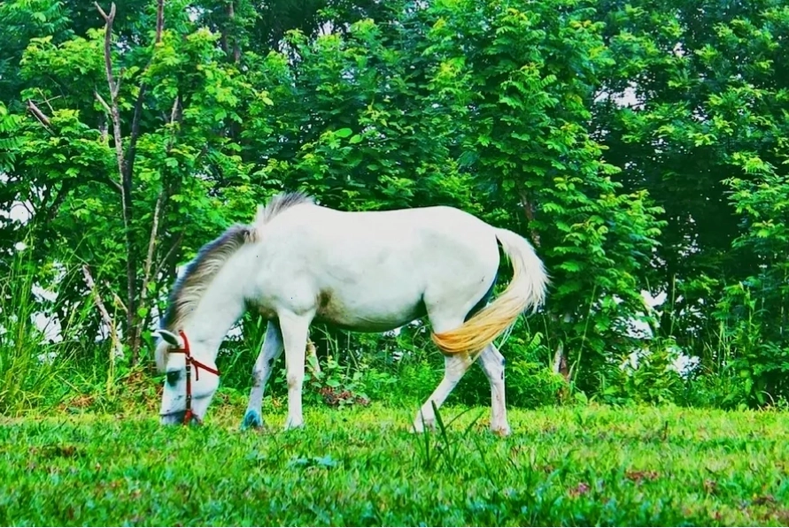 Cảnh quan thiên nhiên xanh mướt tại Hồ Mây