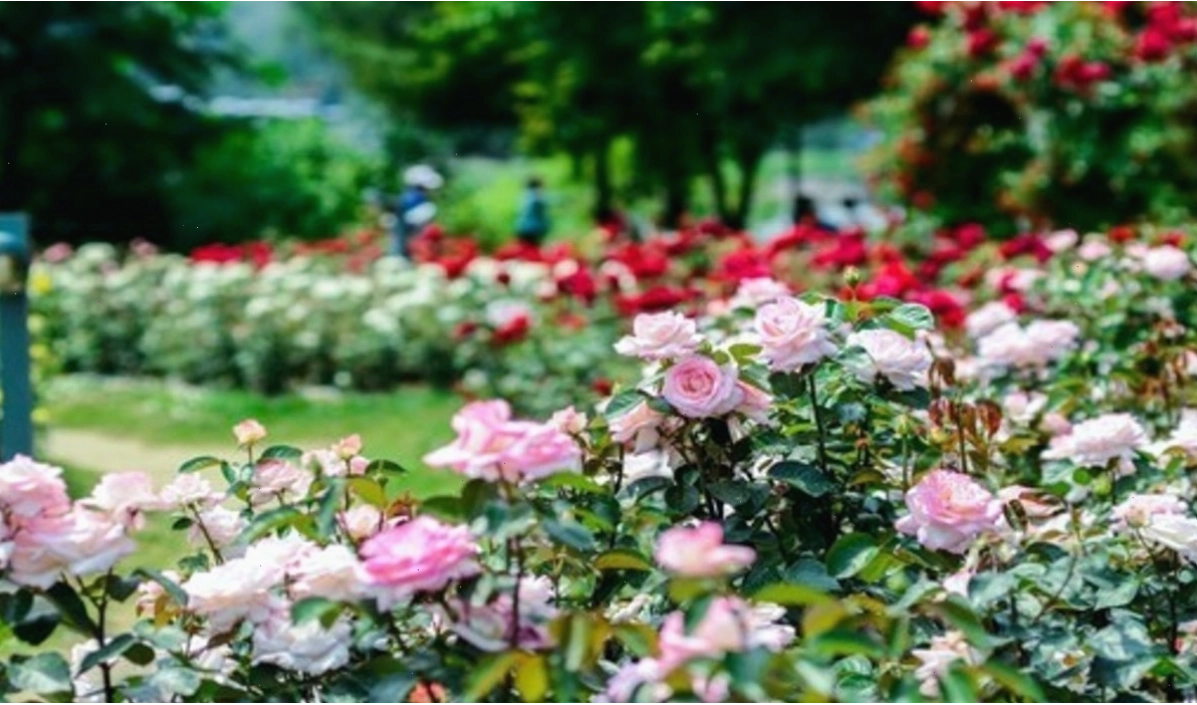 Cảnh quan thơ mộng tại công viên hoa hồng Rose Park vào mùa thu