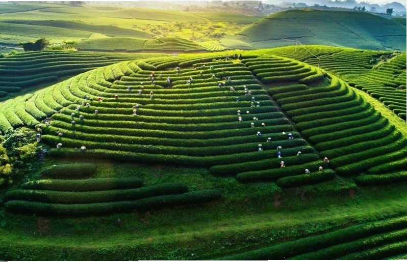 Cao nguyên Mộc Châu với những đồi chè xanh mướt và thung lũng hoa rực rỡ