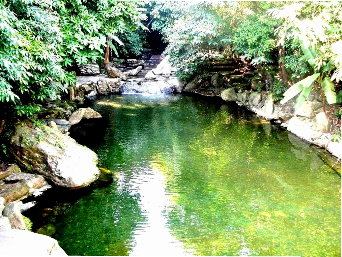 Cây cầu gỗ bắc qua suối