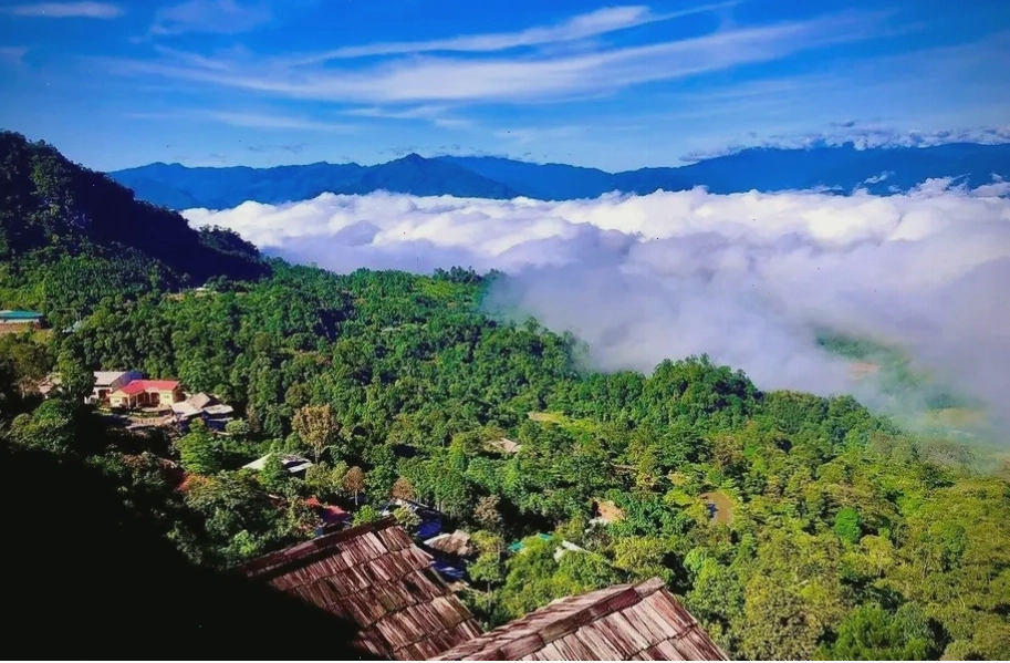Cây chè cổ thụ hàng trăm năm tuổi ở Suối Giàng