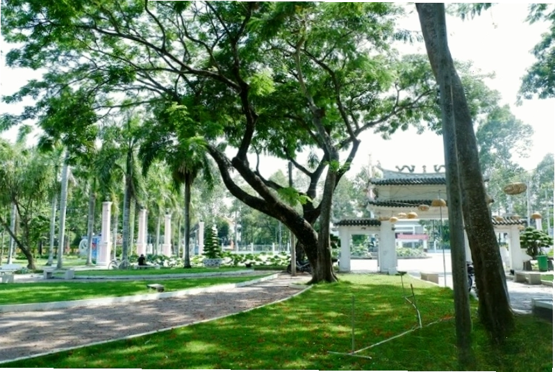 Cây cổ thụ tại Công viên Văn Miếu