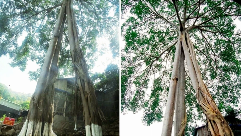Cây đa ba gốc một ngọn độc đáo trên Núi Gia Lào