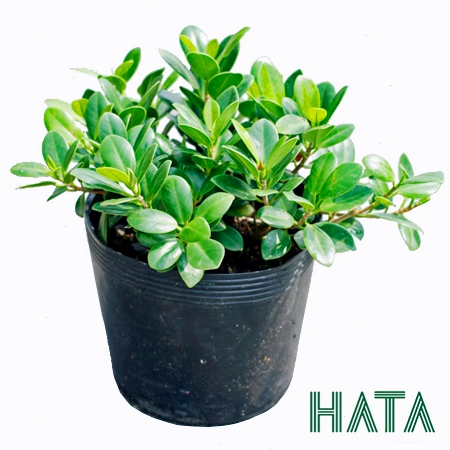 Cây đa nhật tạo điểm nhấn xanh mát cho cảnh quan công viên
