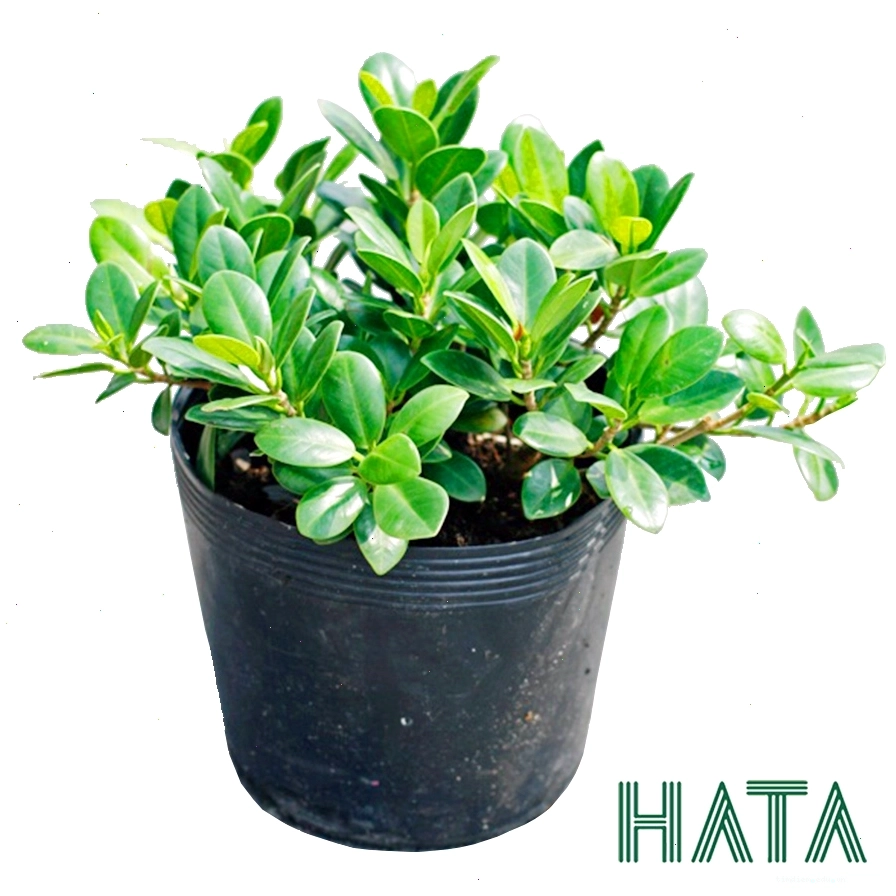 Cây da Nhật với dáng vẻ cổ thụ, tạo bóng mát và điểm nhấn cho công viên