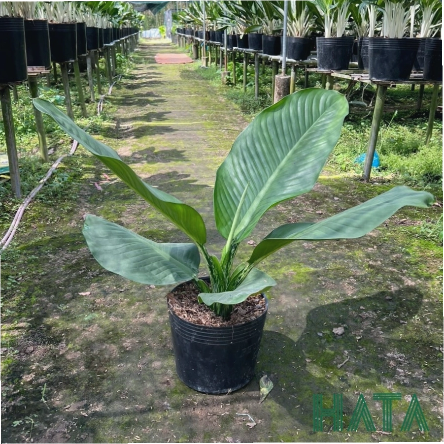 Cây đại phú gia xanh tốt trong khu vực dịch vụ công viên