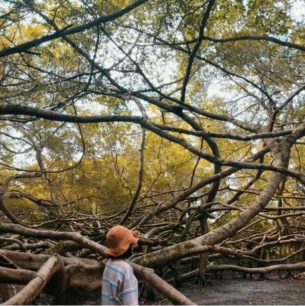 Cây Gừa cổ thụ hàng trăm năm tuổi tại Giàn Gừa
