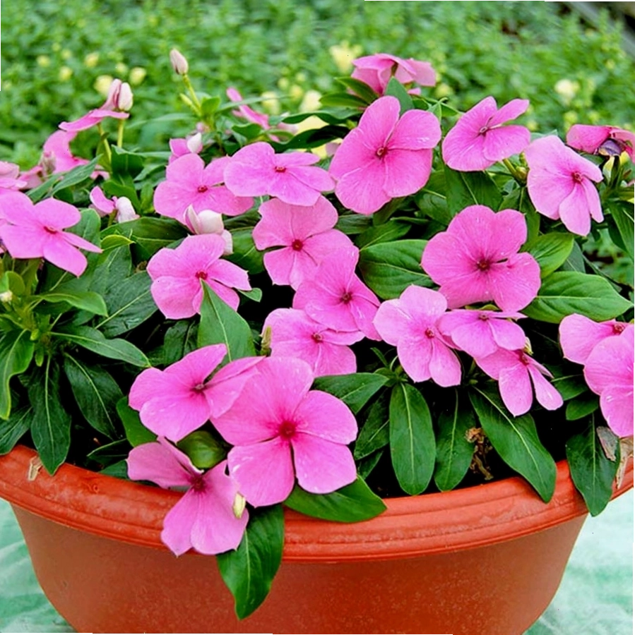 Cây hoa dừa cạn với những bông hoa nhỏ xinh, tạo vẻ đẹp mong manh, quyến rũ