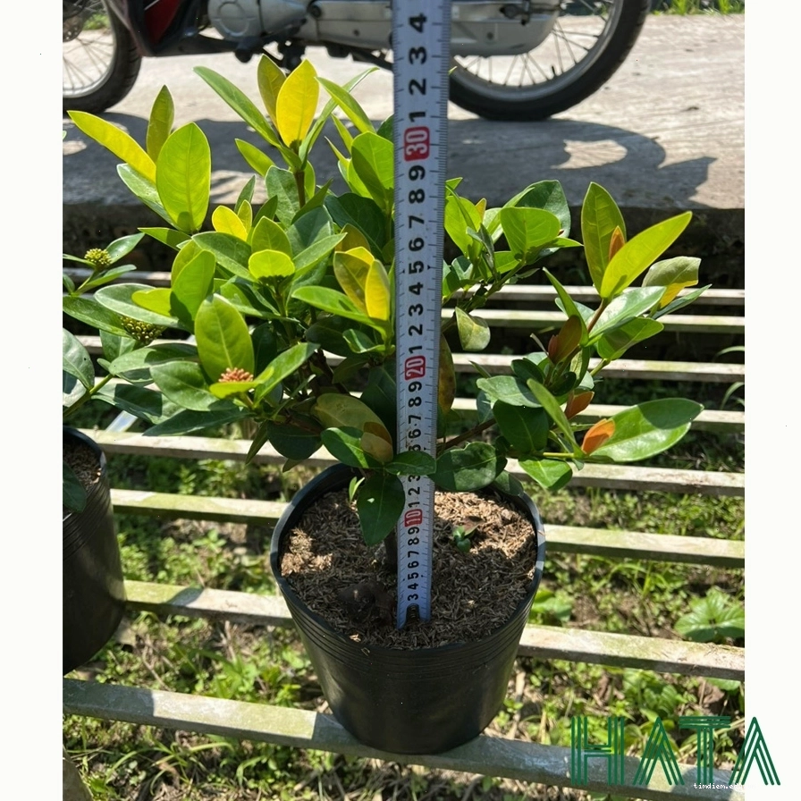 Cây Trang Tàu được sử dụng trong trang trí nội thất nhà hàng