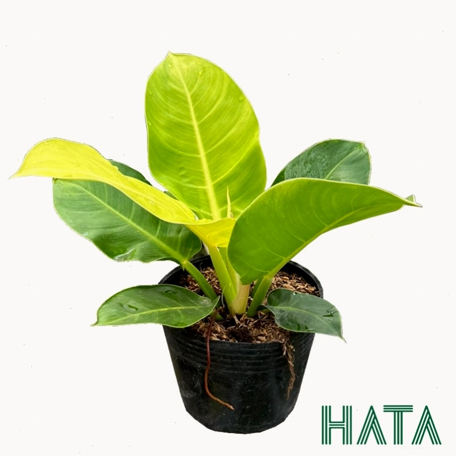 Cây Trầu Bà Đế Vương Vàng tạo điểm nhấn cho khu vực tập luyện ngoài trời