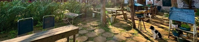Chino Homestay Măng Đen: Điểm đến lý tưởng cho kỳ nghỉ dưỡng giữa rừng thông