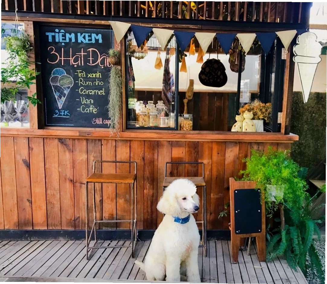Chó cưng thân thiện tại Still Cafe