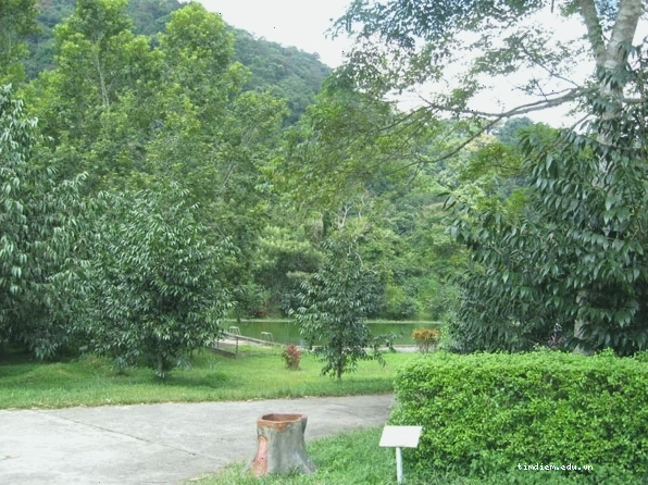 Con đường mòn trong rừng Cúc Phương