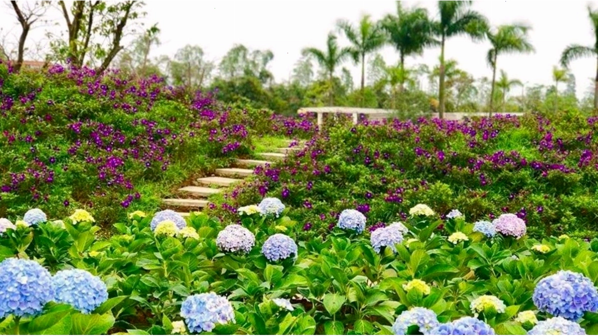 Công viên hoa hồng Rose Park rực rỡ sắc đỏ và hồng