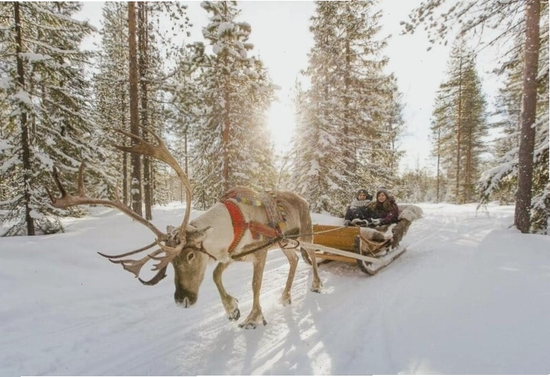 Cưỡi tuần lộc khám phá cảnh quan Lapland