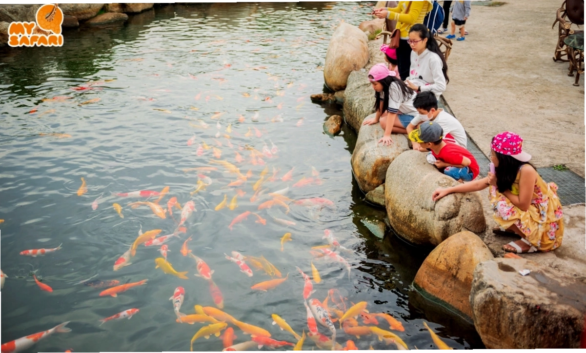 Đàn cá Koi bơi lội trong hồ tại Mỹ Quỳnh Safari
