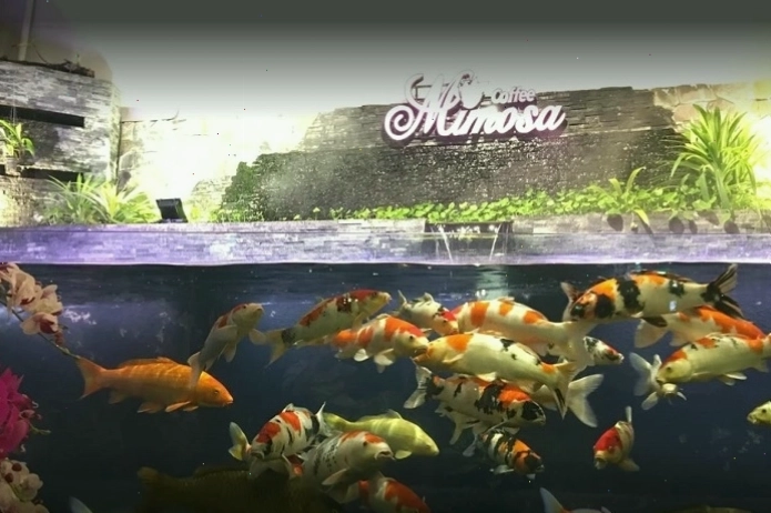 Đàn cá koi nhiều màu sắc tại Mimosa Koi Coffee