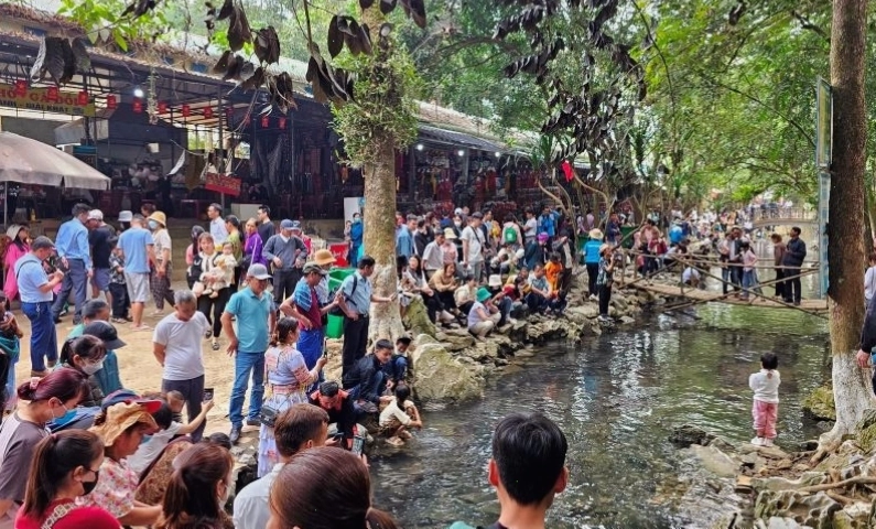 Đàn cá tụ hội dày đặc tại Suối Cá Thần Cẩm Lương