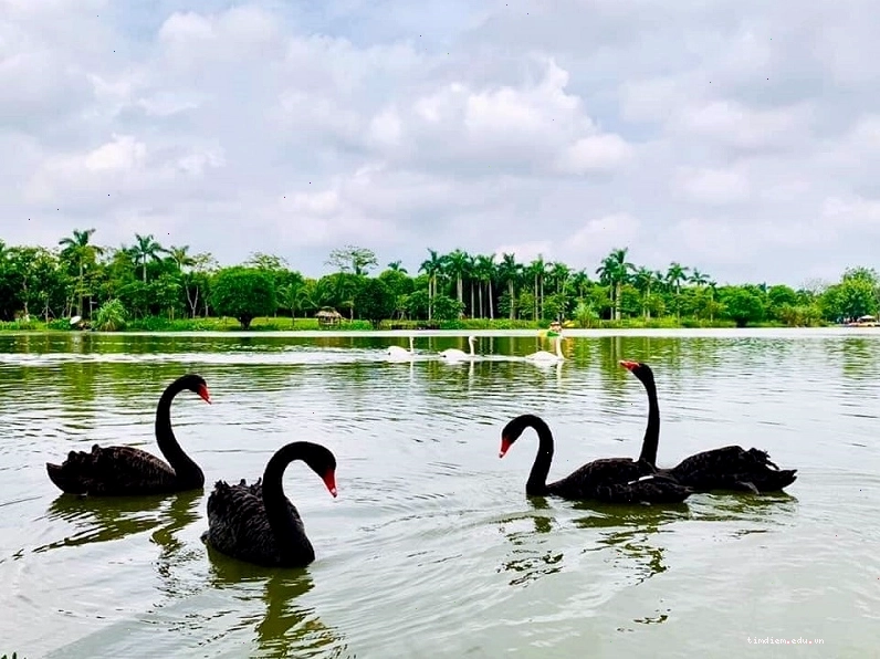 Đàn thiên nga tung tăng bơi lội tại Công viên Hồ Thiên Nga Ecopark