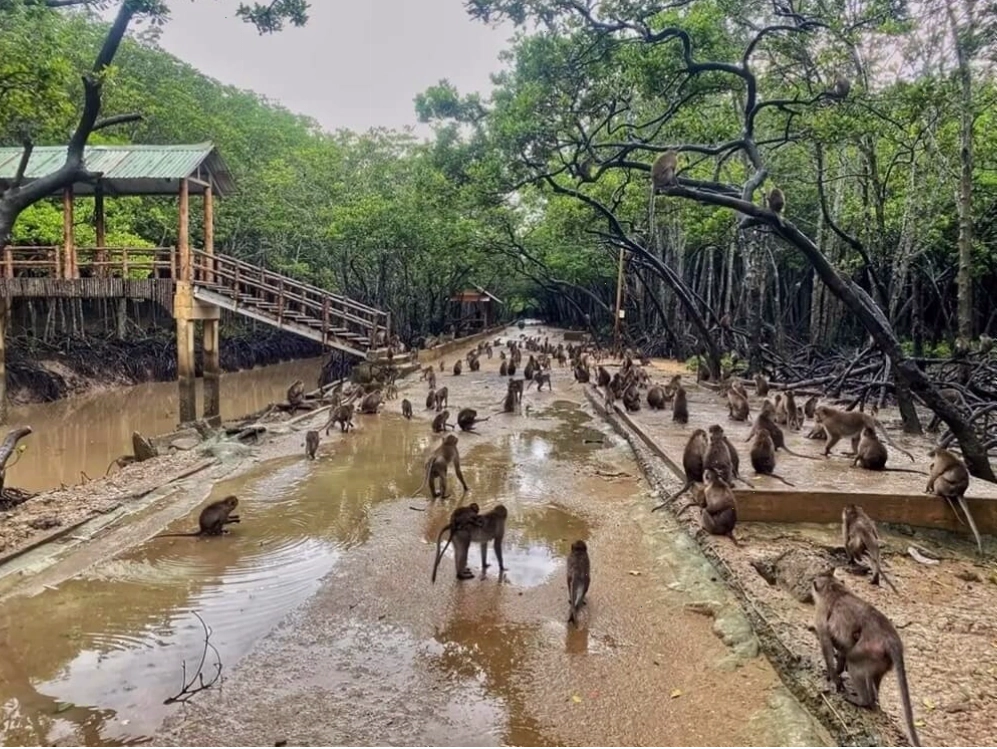Đảo Khỉ là địa điểm tham quan du lịch gần biển Cần Giờ