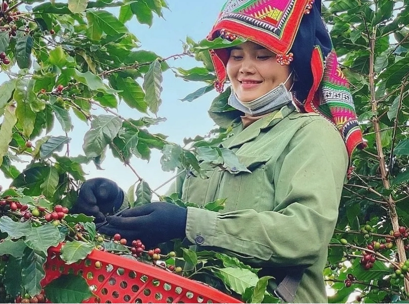 Detech Coffee nhận hỗ trợ tài chính từ IIX để thúc đẩy ngành cà phê bền vững